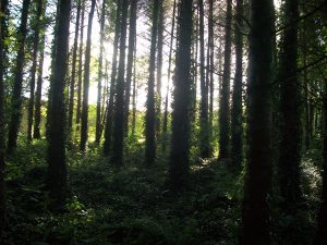 Woods near Blarney Castle, Ireland.